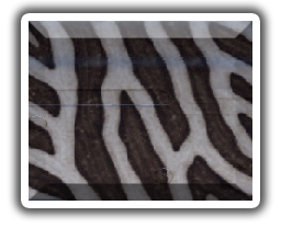 ★ Butterfly Knife | Akoben